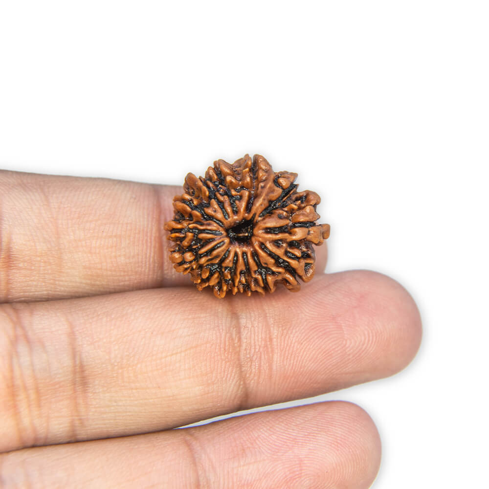 13 Mukhi Rudraksha