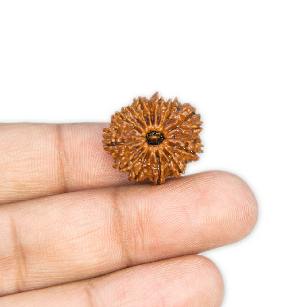 13 Mukhi Rudraksha