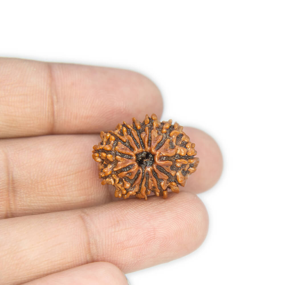 13 Mukhi Rudraksha
