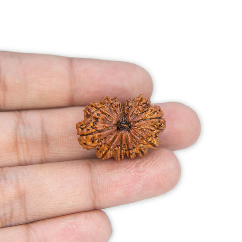 13 Mukhi Rudraksha