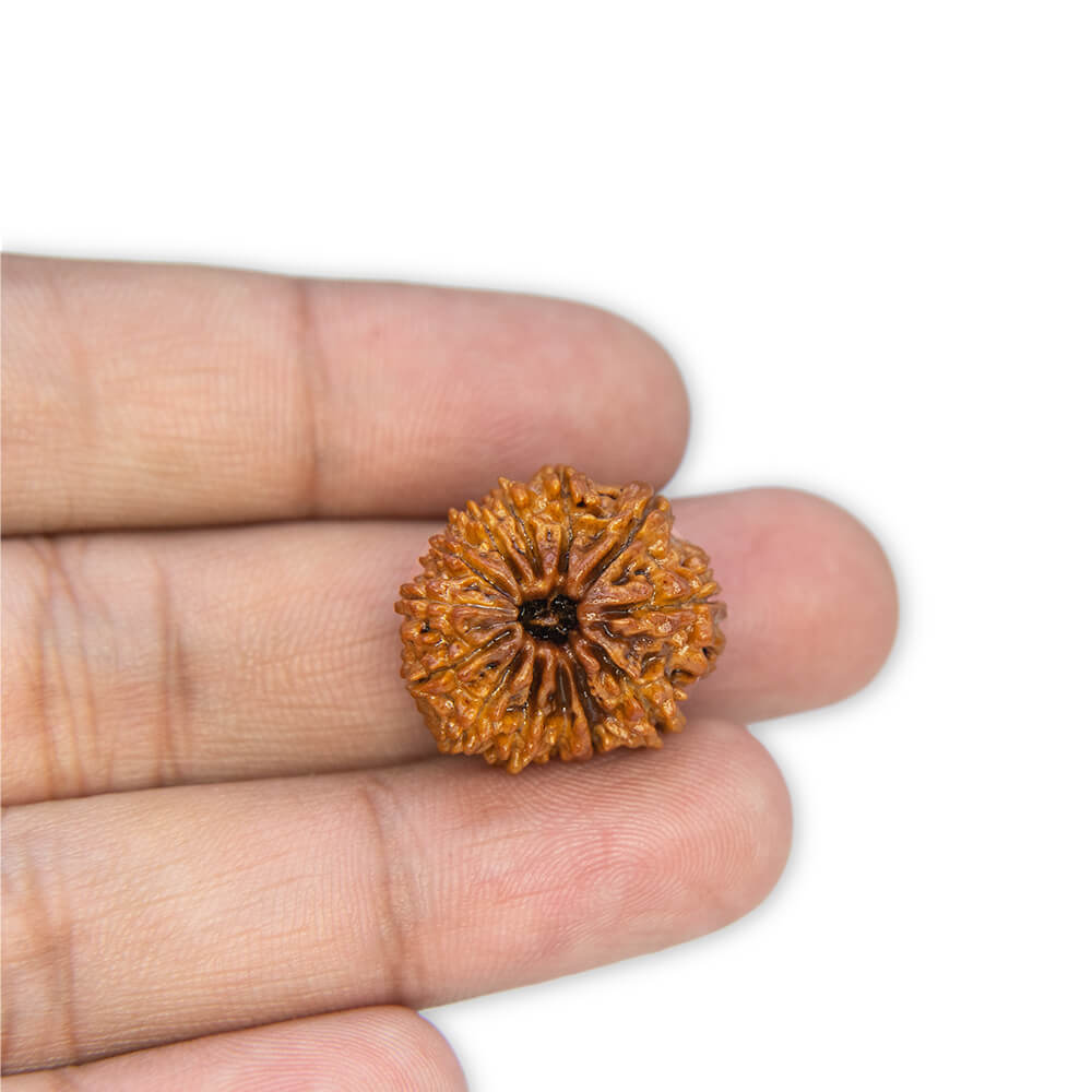13 Mukhi Rudraksha