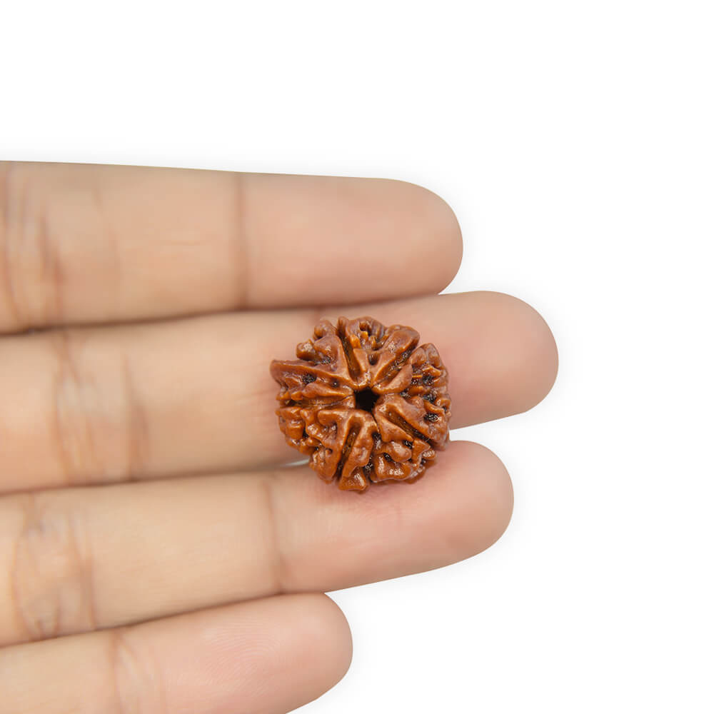Ganesha Rudraksha