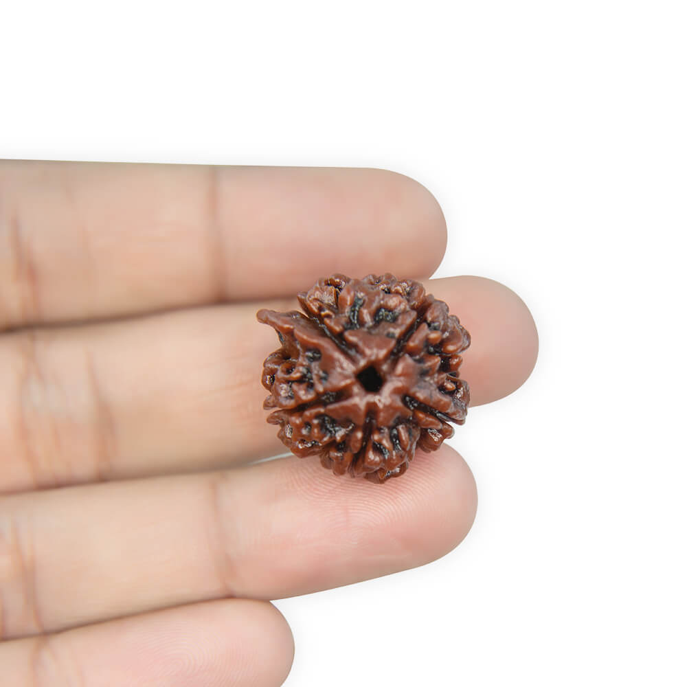 Ganesha Rudraksha