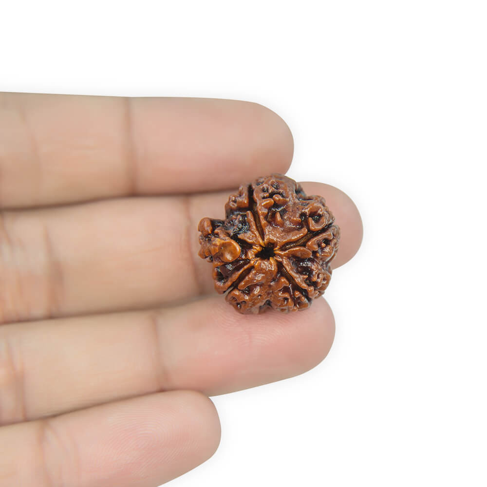 Ganesha Rudraksha