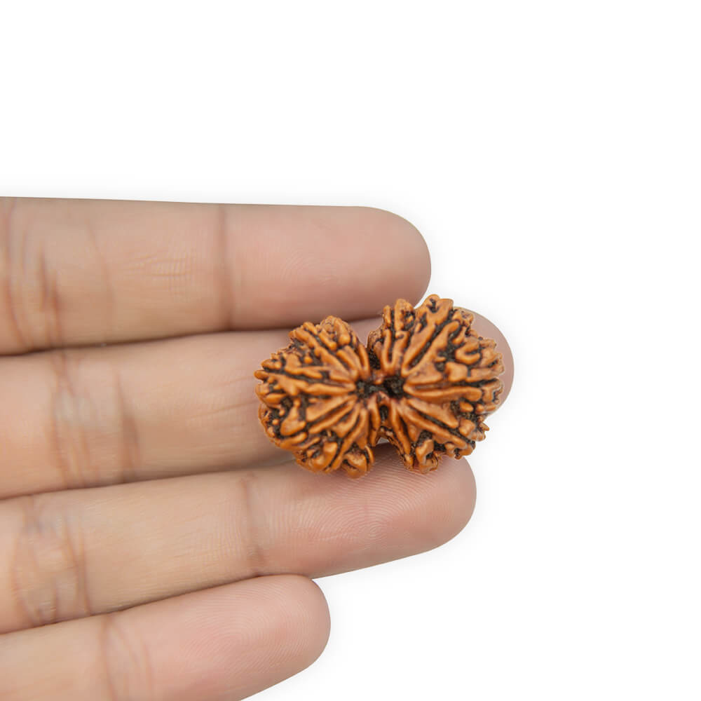 Gauri Shankar Rudraksha