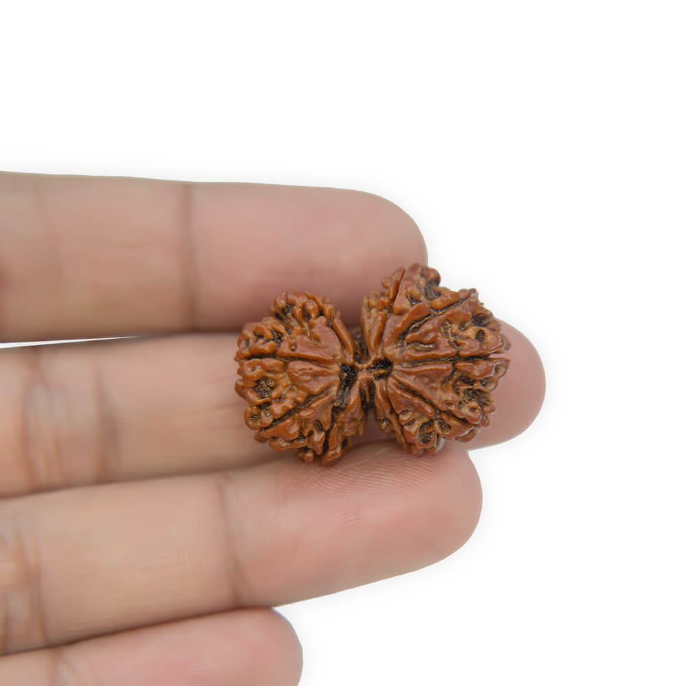 Gauri Shankar Rudraksha