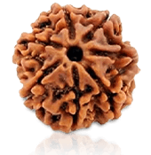 7 Mukhi Rudraksha